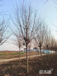 15公分美国红枫