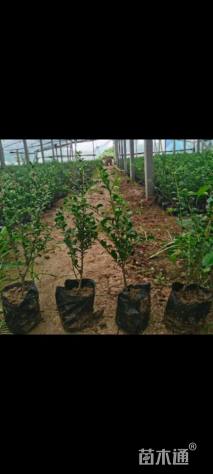 高度40厘米龟甲冬青