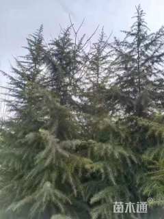高度500厘米雪松