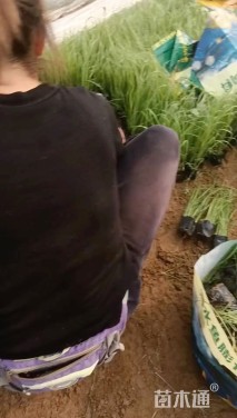 高度50厘米拂子茅