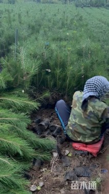 高度100厘米油松