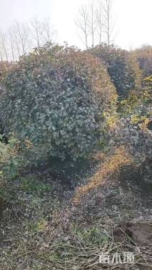 高度150厘米冬红卫矛