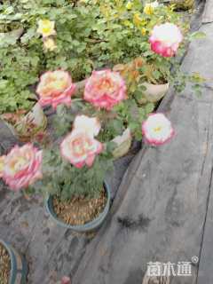 高度30厘米月季