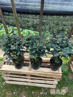 高度180厘米山茶花