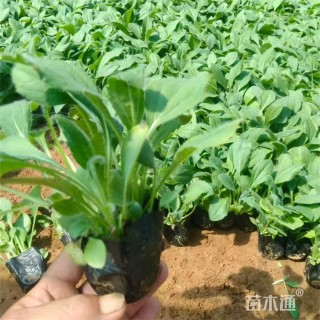 高度12厘米黑心菊