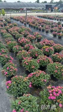 高度20厘米马缨丹