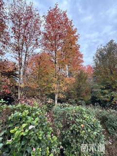 20公分美国红枫