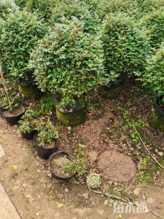 高度100厘米月季