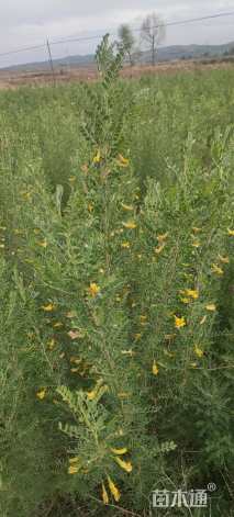 高度46.厘米柠条