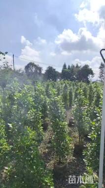 高度100厘米火山榕