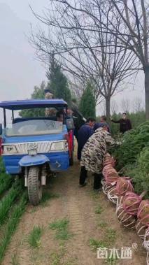 高度250厘米塔柏