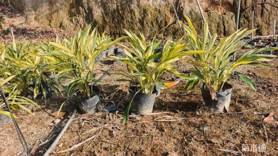 高度50厘米花叶良姜