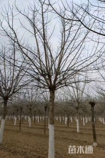 21公分金叶复叶槭