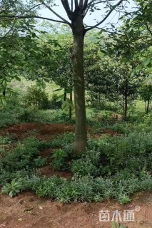 20公分朴树