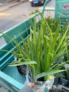 高度30厘米小苍兰