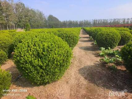 冠幅50厘米小叶黄杨球