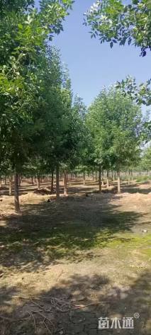 12公分速生白蜡