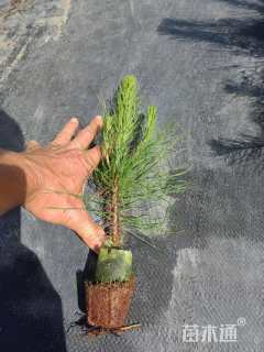高度25厘米马尾松