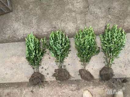 高度30厘米小叶黄杨