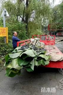 高度300厘米芭蕉