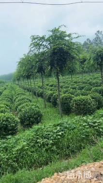 冠幅150厘米卫矛球