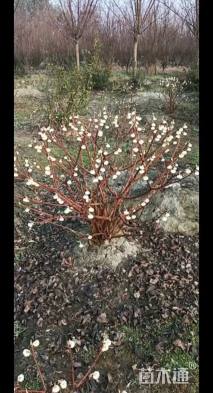 高度120厘米结香球