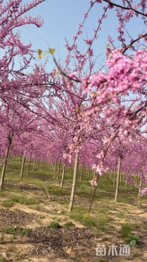 高度550厘米紫荆