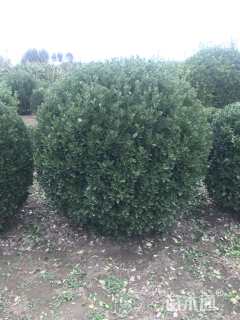 冠幅80厘米大叶黄杨球