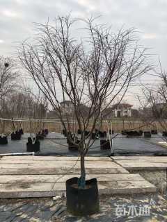 5公分日本红枫-红舞姬