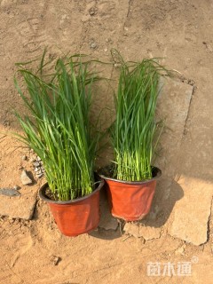 高度15厘米狼尾草