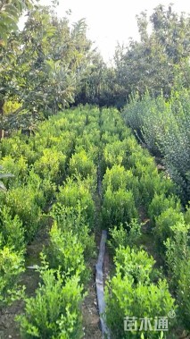 冠幅30厘米瓜子黄杨球