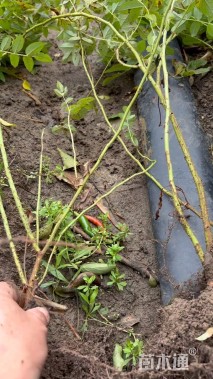 高度60厘米四季玫瑰