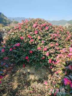 冠幅100厘米茶梅球