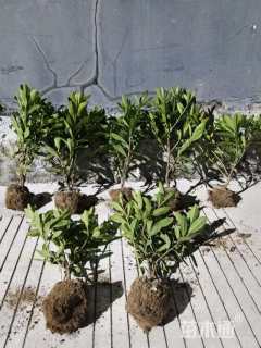 高度25厘米毛鹃