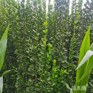 高度40厘米北海道黄杨