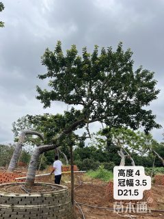 21.5公分造型铁冬青