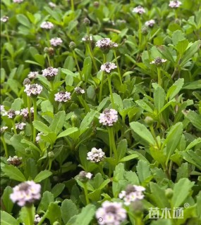 高度10厘米姬岩垂草