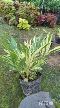 高度45厘米花叶良姜