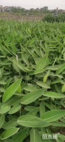 高度30厘米再力花