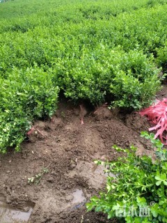 高度30厘米棣棠