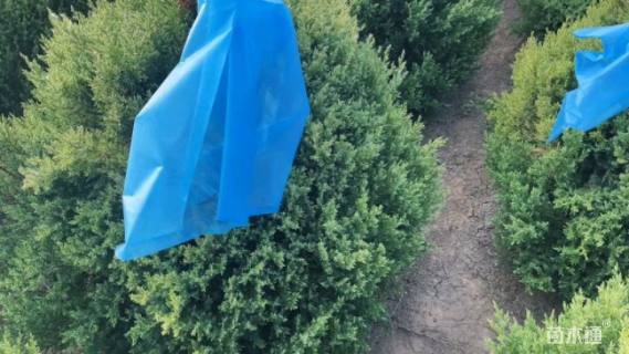 高度150厘米北京桧