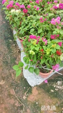 高度35厘米拼种多彩三角梅