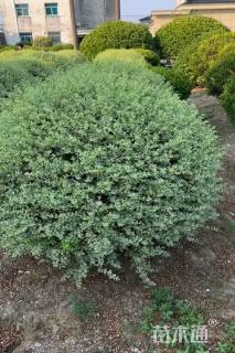 高度160厘米金姬水蜡球