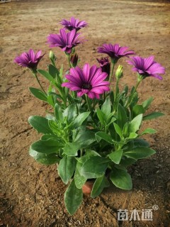 高度30厘米南非万寿菊