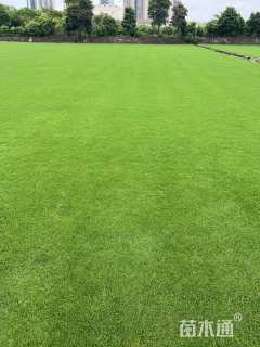 草卷状夏威夷草