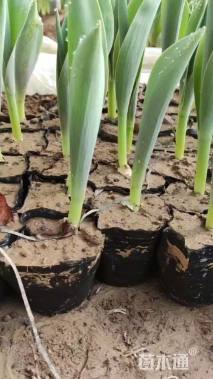 高度12厘米郁金香