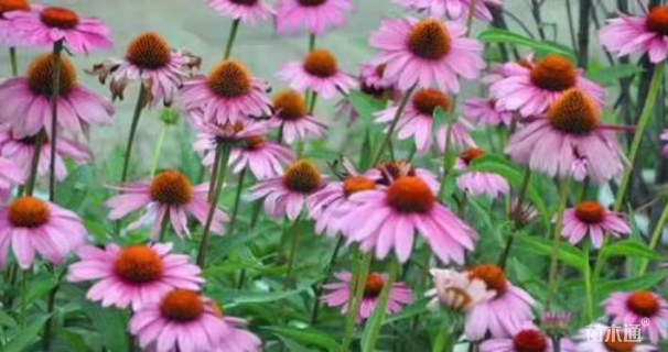 高度10厘米松果菊