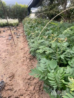 高度25厘米红绒球