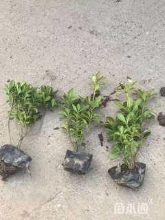 高度25厘米海桐小苗