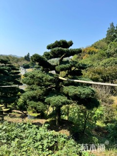 14公分造型五针松